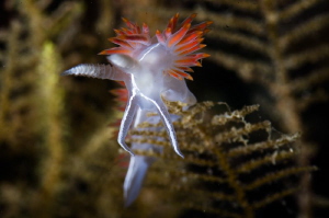 Flabellina trilineata by Pat Gunderson 